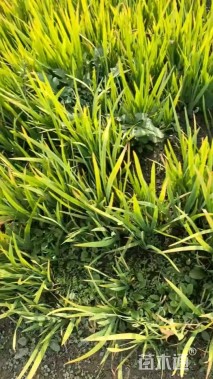 高度30厘米黄菖蒲