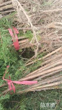 高度25厘米水杉小苗