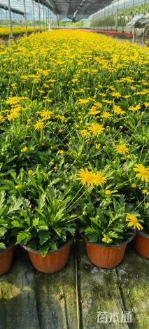 高度40厘米黄金菊