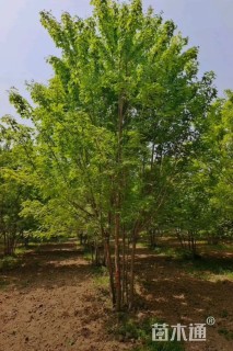 高度800厘米丛生五角枫