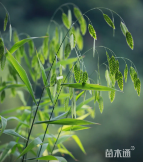 高度35厘米小盼草