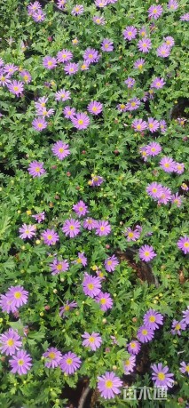 高度25厘米姬小菊