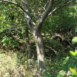 28公分朴树