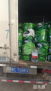 高度20厘米马鞭草