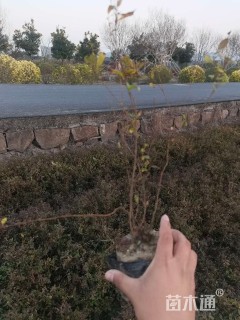 高度20厘米粉花绣线菊