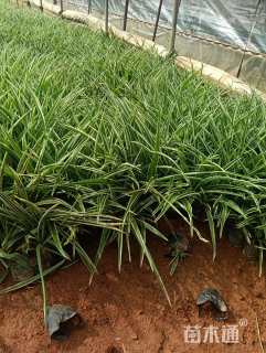 高度25厘米吊兰