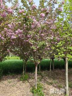 11公分日本晚樱