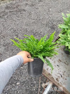 20厘米波斯顿蕨