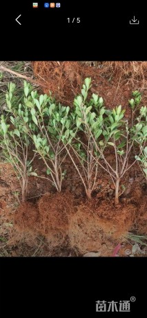 高度30厘米春鹃