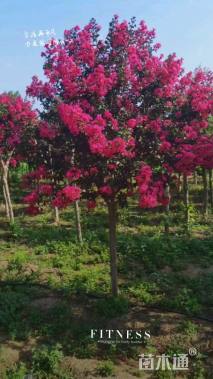 高度250厘米天鹅绒紫薇