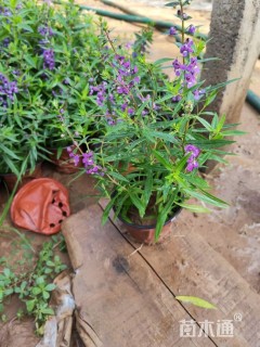 高度40厘米香彩雀