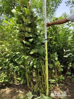 高度200厘米黄瑞木