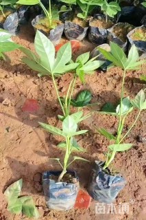 高度40厘米八角金盘