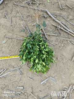 高度30厘米小叶黄杨