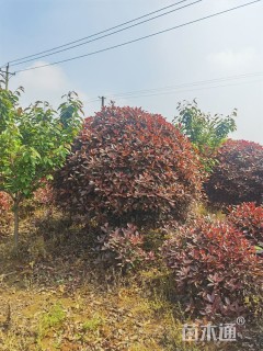 冠幅80厘米石楠球