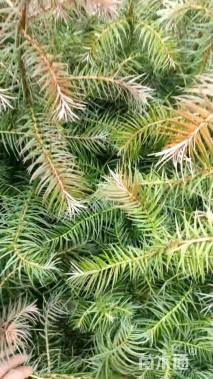 高度40厘米杉木小苗