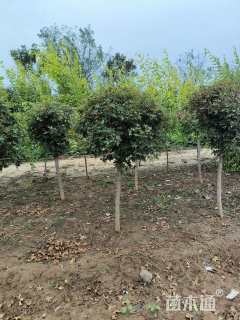 高度150厘米五角枫球