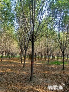 15公分白蜡