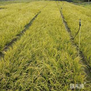 高度25厘米金叶菖蒲