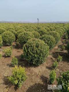 冠幅100厘米瓜子黄杨球