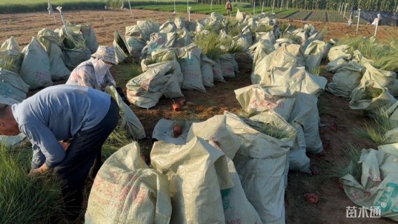 高度30厘米粉黛乱子草