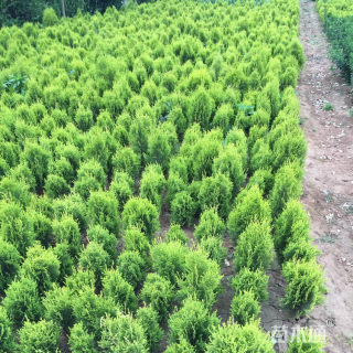 高度60厘米洒金柏苗