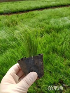 高度10厘米墨西哥羽毛草