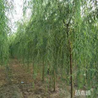 10公分柳树