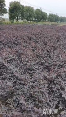 高度50厘米红花继木