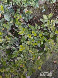 高度30厘米大叶栀子