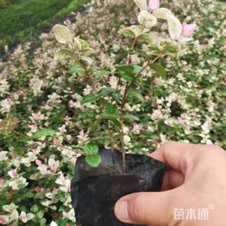 80厘米花叶络石小苗