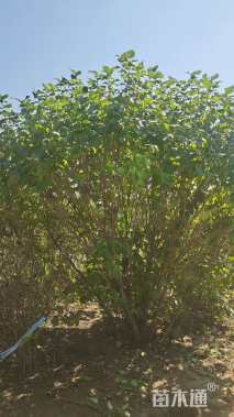 高度250厘米丛生丁香