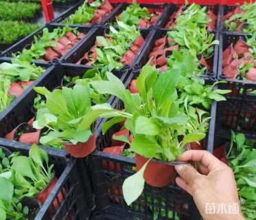 高度10厘米金光菊