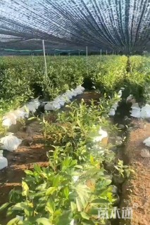 高度40厘米白茶