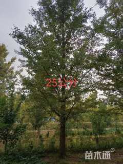 25公分银杏