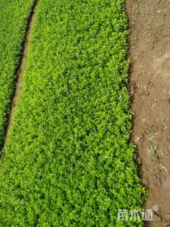 高度15厘米大叶黄杨