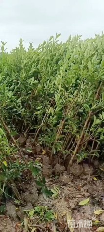 高度120厘米法国冬青