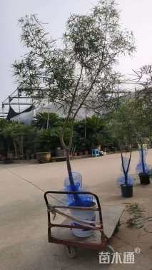 昆士兰瓶干树（岩生酒瓶树、瓶子树、纺缍树）