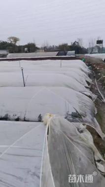 高度25厘米满天星