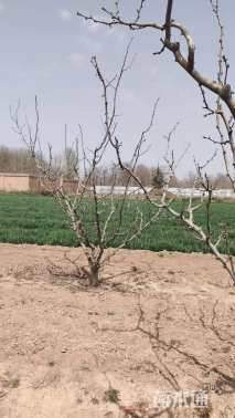 高度250厘米花椒