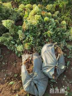 高度60厘米木绣球