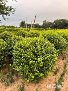 冠幅100厘米金叶女贞球