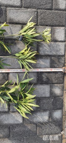 高度20厘米十大功劳
