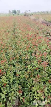 高度80厘米红叶石楠小苗