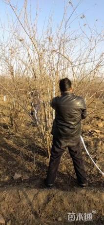 高度100厘米金银忍冬