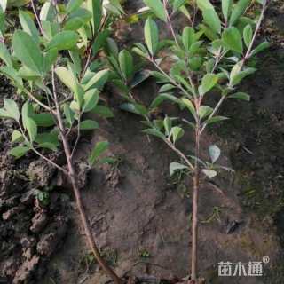 高度50厘米红叶石楠小苗