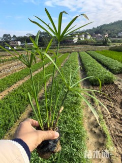 高度30厘米风车草