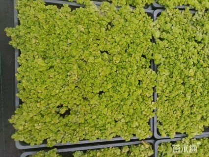 高度5厘米过路黄