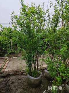 高度150厘米石榴