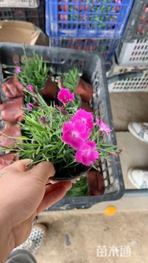 高度10厘米石竹